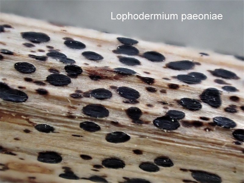 Lophodermium paeoniae-amf2072.jpg - Lophodermium paeoniae ; Nom français: Lophodermie de la pivoine